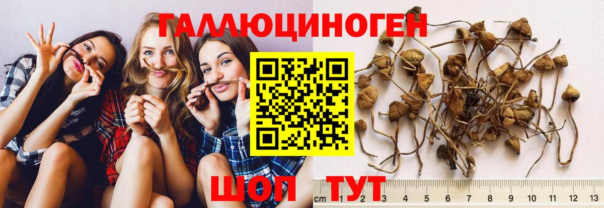 Псилоцибиновые грибы Cubensis Сызрань